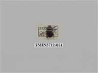 藏品(緣邊駝金龜)的圖片